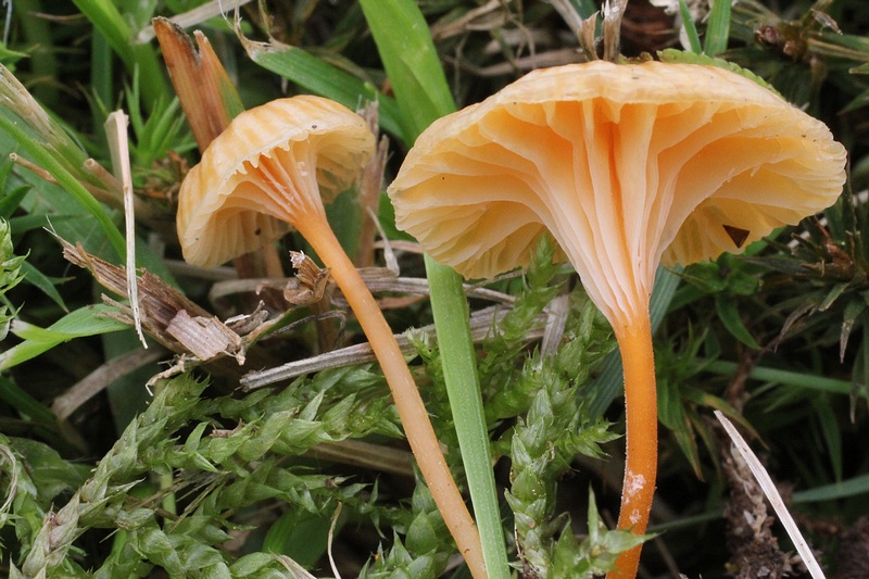 piccoli funghi gialli